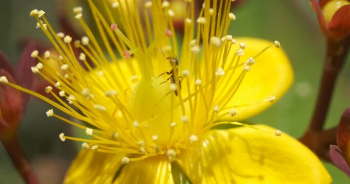 Yellow flower of St. John's wort with an ant. Close-up video of an ant inside the corolla of a Hypericum flower. Italy. 