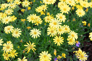 Yellow symphony. Blooming yellow daisies. Euryops daisies bush. Osteospermum in bloom