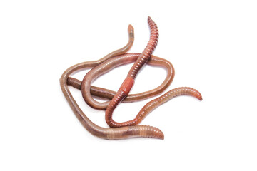 Earthworms close-up on a white background