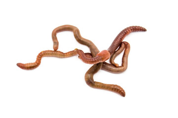 Earthworms close-up on a white background