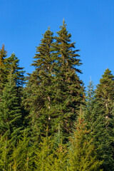 Fototapeta na wymiar Green trees in a forest of old spruce, fir and pine trees in wilderness of a park