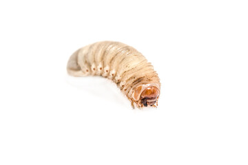 May beetle larva on white background