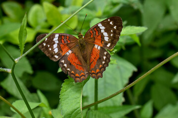 Bella Mariposa, posando