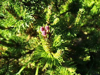 Fototapeta na wymiar pine tree branches