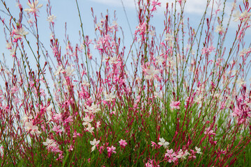 Pink and white flowers Gaura Lindheimeri (whirling butterflies). Flower bush against sky, selective focus .