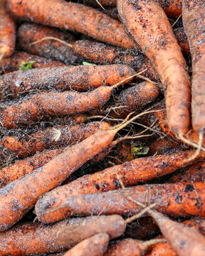 Bunches of fresh local colorful carrots for sale in the outdoor market. 