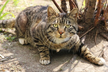 A beautiful striped stray cat is looking straight at the camera.