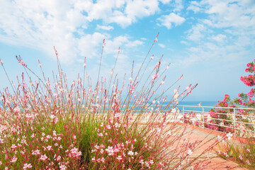 White and pink flowers Gaura Lindheimeri (whirling butterflies) on the seashore on summer day....
