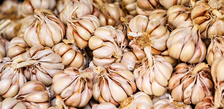 Large quantities of garlic for sale in the market in Amman. 