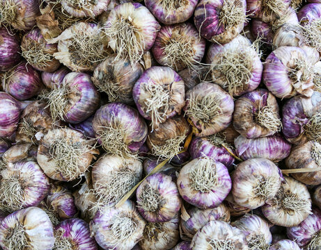 Large quantities of purple french garlic for sale in the market.