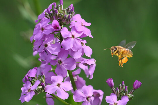 Bee and purple flox in summer
