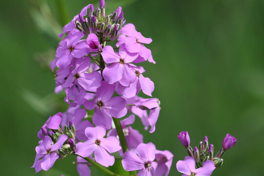Bee and purple flox in summer
