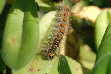 Caterpillar with hair and bristles on a leaf. Caterpillars feed on plant leaves. Italy. 