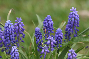 Cow Vetch purple wildflower growing in marsh on beautiful summer day
