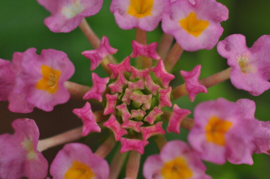 Beautiful macro picture of Lantana flower which illustrates the fibonacci rule of nature. This also shows the colour variation from bud to full bloom flowers.