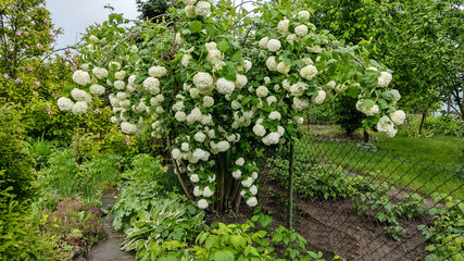 Fototapeta na wymiar a bush of viburnum growing in the garden in full bloom of white flowers in the spring season