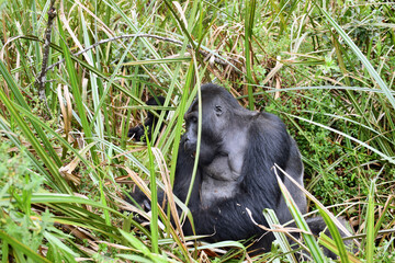 Mountain gorilla in natural habitat. National Park in the Democratic Republic of Congo - 436903551