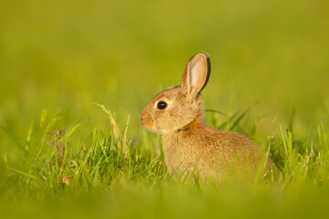 Fototapeta premium Close up of a cute little rabbit sitting in grass