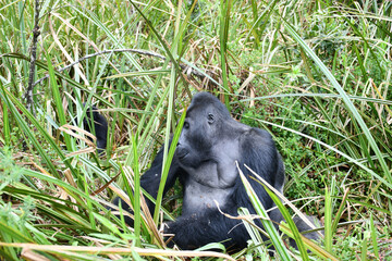 Mountain gorilla in natural habitat. National Park in the Democratic Republic of Congo