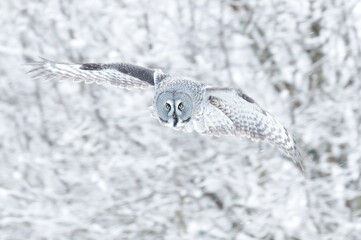 Close up of a Great grey owl in flight