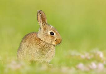 Naklejka na ściany i meble Portrait of a cute little rabbit sitting in meadow
