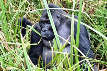 Mountain gorilla in natural habitat. National Park in the Democratic Republic of Congo