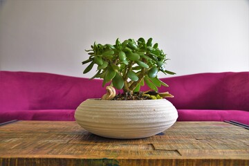 money tree in a pot indoors near the sofa