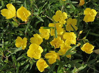 Oenothera fruticosa Sonnenwende