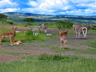 Zebras and Impala, Hluhluwe-Imfolozi Game Reserve, South Africa