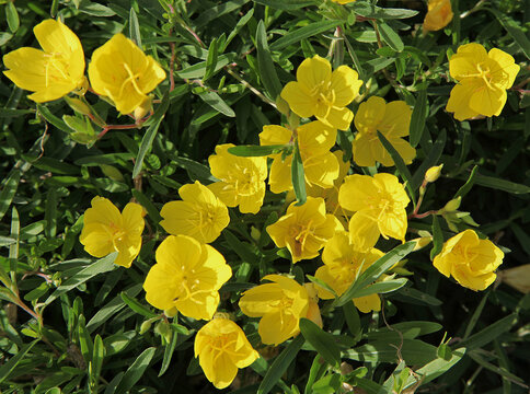 Oenothera fruticosa Sonnenwende