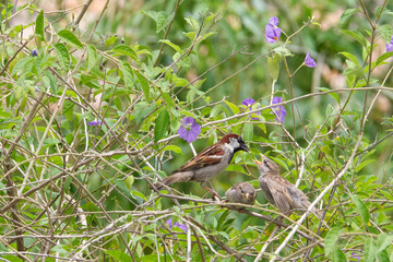 Gorrión dando de comer a sus polluelos con fondo de ramas y hojas