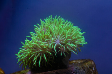 Star Polyps are a smaller coral