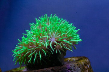 Star Polyps are a smaller coral