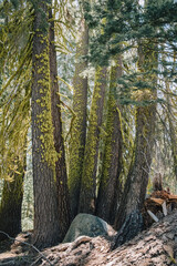 Mossy Trees 2 - Taft Point - Yosemite