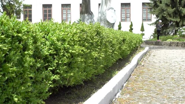boxwood grows in the garden 