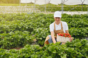 Young female gardener sitting in squat position and picking strawberries at greenhouse. Happy...