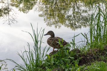 Photography of a duck sitting on the edge of the pond. Wild duck next to a lake