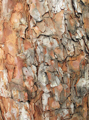 Pine tree bark