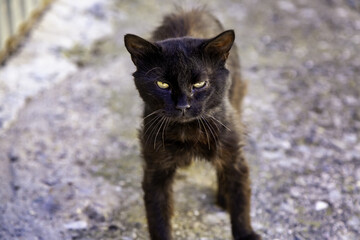 Naklejka na ściany i meble Black cat on street