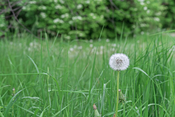 White fluffy dandelion on a green lawn.