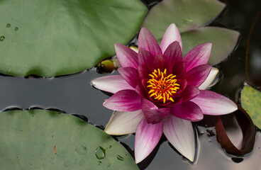 A purple lotus flower blooms in a garden pond surrounded by lily pads.