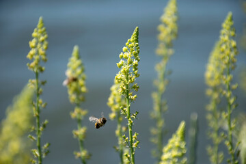 Gelbe Resede (Reseda lutea), Blüten mit fliegender Biene