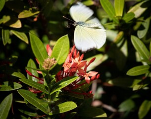 butterfly, flower, nature, white, insect, green, spring, summer, flowers, pink, macro, beauty, garden, plant, blossom, wings, flora, closeup, animal, beautiful, purple, leaf, bloom, yellow, butterflie © Thiago