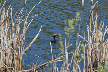A Horned Grebe in the Water