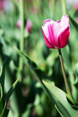 Floral  background. Buds of rose tulips with fresh green leaves.  Hollands pink tulip blooming in the field. Postcard, selective focus. 
