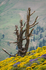 Scenic View from Chelia National Park. Atlas Cedar Forest (Cedrus Atlantica) in Mount Chelia in the Aures mountains in Algeria