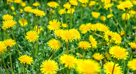 Fototapeta premium Bright yellow flower Taráxacum dandelion in nature in a field in green grass.