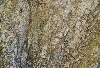 Olive tree bark texture pattern. wood peel for background