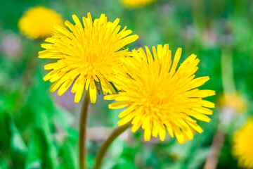 Bright Yellow Taráxacum Dandelion Flower In Nature Close Up Selective Focus