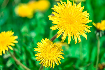 Bright Yellow Taráxacum Dandelion Flower In Nature Close Up Selective Focus